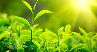 Green Tea / Зеленый чай 5 мл Green Tea / Зеленый чай 5 мл