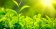 Green Tea / Зеленый чай 5 мл Green Tea / Зеленый чай 5 мл