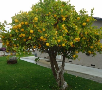 Lemon / Лимон 5 мл