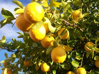 Lemon / Лимон 5 мл