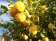 Lemon / Лимон 5 мл