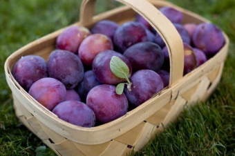 Plum / Слива 5 мл