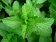 Spearmint / Мята 5 мл Spearmint / Мята 5 мл