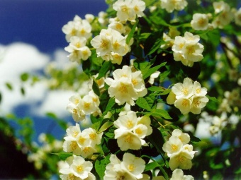 Jasmine / Жасмин 5мл Jasmine / Жасмин 5мл