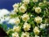Jasmine / Жасмин 5мл Jasmine / Жасмин 5мл