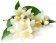 Jasmine / Жасмин 5мл Jasmine / Жасмин 5мл