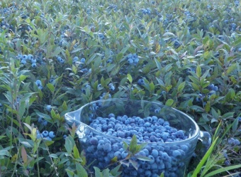 Blueberry / Черника 5 мл