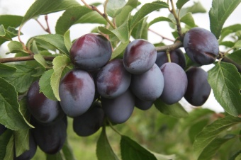 Plum / Слива 5 мл