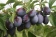 Plum / Слива 5 мл