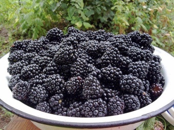 Blackberry / Ежевика 5 мл Blackberry / Ежевика 5 мл