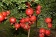 Pomegranete / Гранат 5 мл Pomegranete / Гранат 5 мл