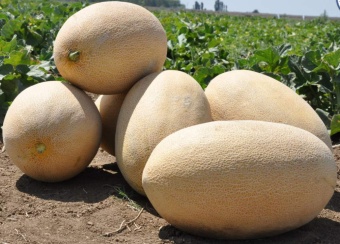Melon / Дыня 5 мл Melon / Дыня 5 мл
