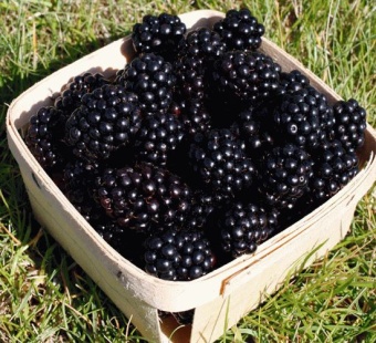 Blackberry / Ежевика 5 мл Blackberry / Ежевика 5 мл