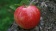 Red Apple / Красное яблоко 5 мл Red Apple / Красное яблоко 5 мл
