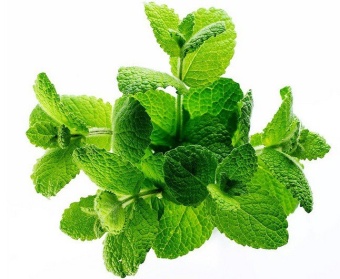 Spearmint / Мята 5 мл Spearmint / Мята 5 мл