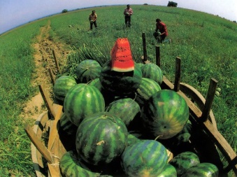 Watermelon / Арбуз 5 мл Watermelon / Арбуз 5 мл