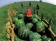 Watermelon / Арбуз 5 мл Watermelon / Арбуз 5 мл