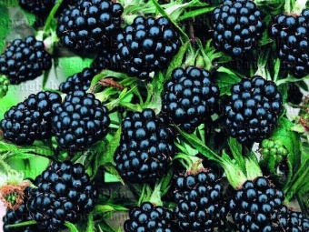 Blackberry / Ежевика 5 мл Blackberry / Ежевика 5 мл