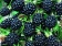 Blackberry / Ежевика 5 мл Blackberry / Ежевика 5 мл